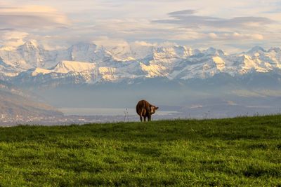 Cow grazing on field