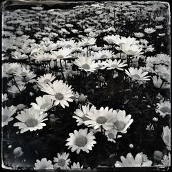 Close-up of white flowers