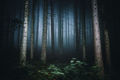  nature wallpaper of foggy forest. fairy tale spooky looking woods in a misty day in summer season