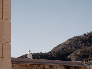 Bird perching on retaining wall against clear sky