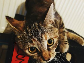 Close-up portrait of a cat