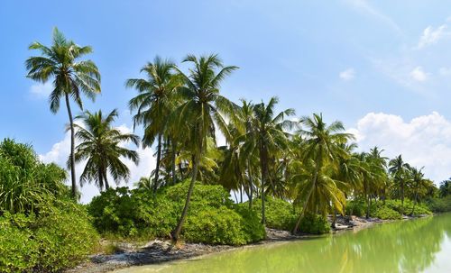 Scenic view of palm trees against sky