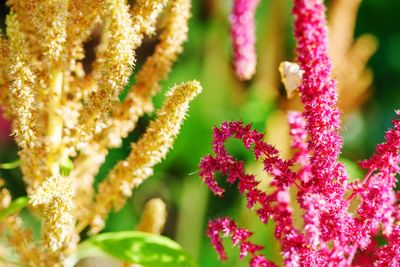 Close-up of pink flowering plant