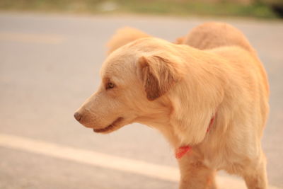 Close-up of dog looking away