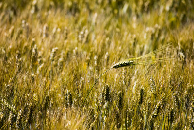 Close-up of stalks in field