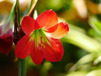 Close-up of red flowering plant