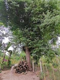 Trees in forest