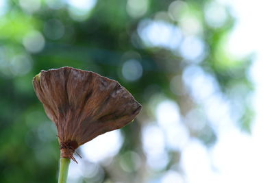 Close-up of flower against blurred background