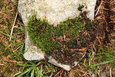 High angle view of moss growing on field