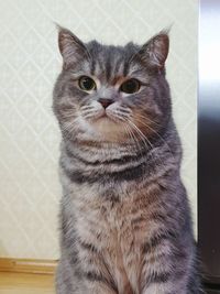 Close-up portrait of tabby cat