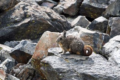 View of chinchilla on rock