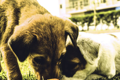 Close-up of a dog