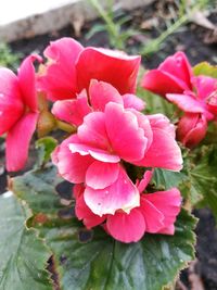 Close-up of pink flowers blooming outdoors