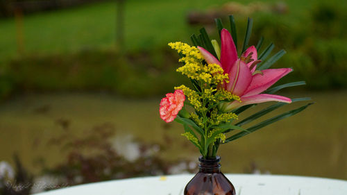 Close-up of flower blooming outdoors