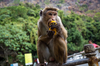 Portrait of monkey eating fruit while sitting on railing