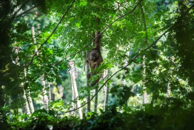 Monkey in a forest