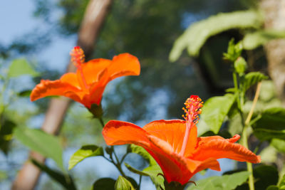 Close-up of orange flower