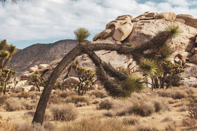 Plants growing on rocks against sky