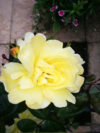 Close-up of yellow rose blooming outdoors