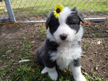 Close-up portrait of puppy