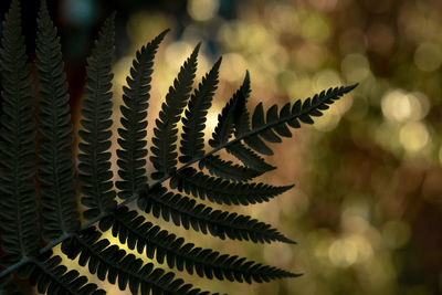 Close-up of fern leaves