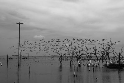 Birds flying in the sky