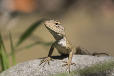 Close-up of a lizard on rock