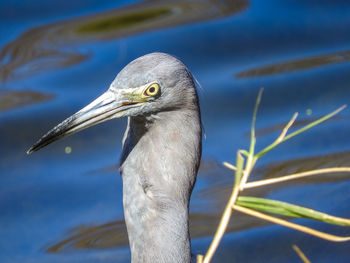 High angle view of gray heron by lake