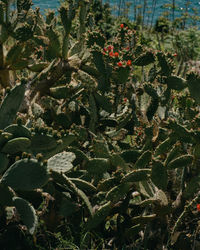 High angle view of succulent plant on field