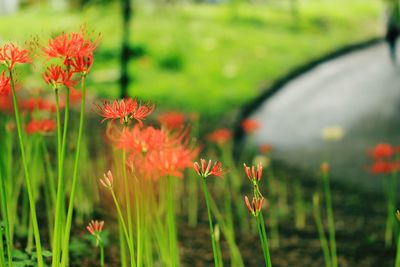 Close-up of red poppy flowers on field