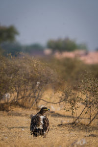 Bird perching on a field