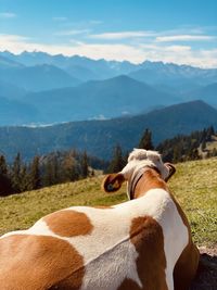 Cow  on field against mountain