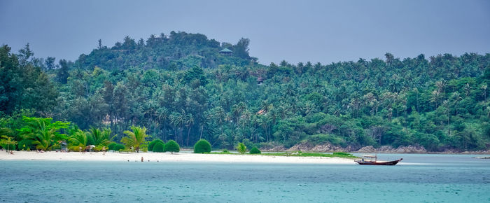 Scenic view of palm trees against clear sky