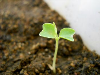 Close-up of young plant