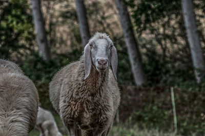 View of an animal on field