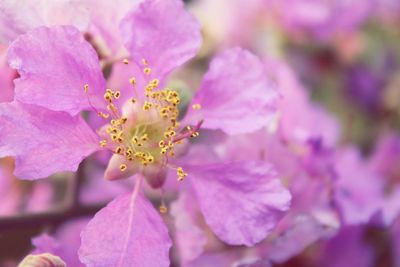 Close-up of pink cherry blossom