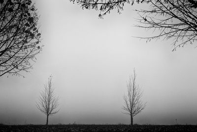 Bare tree against clear sky