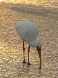 Close-up of bird in water