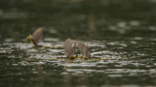 Insects on water