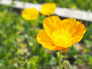 Close-up of yellow flowering plant on field