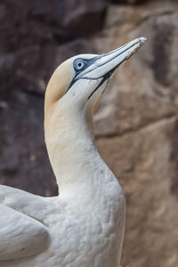 Northern gannet, bass rock colony, scotland