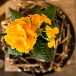 Close-up of yellow marigold blooming outdoors