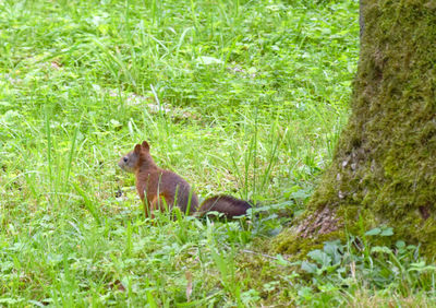 Side view of cat sitting on field