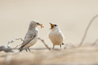 Birds perching on a bird