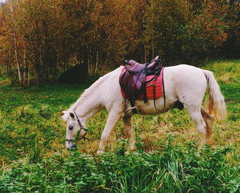 Horse standing in park during autumn