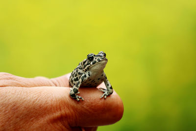 Closeup of human hand holding a tiny frog on a green blurred background