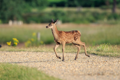 Deer standing on field