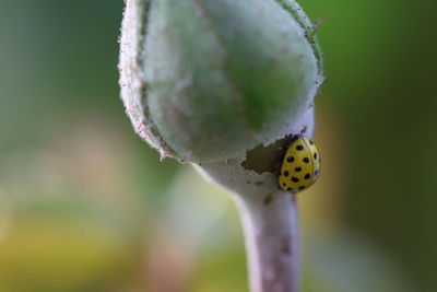 Close-up of insect on leaf