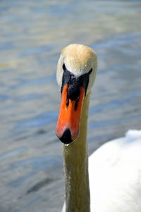 Close-up of swan swimming on lake