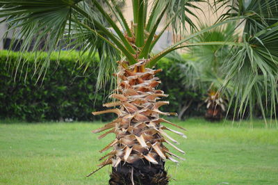 Close-up of palm tree